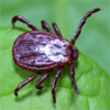 Ticks